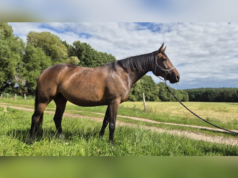 Kłusak niemiecki Klacz 11 lat 154 cm Gniada in Thyrow