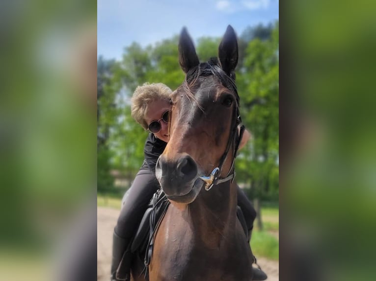 Kłusak niemiecki Klacz 11 lat 154 cm Gniada in Thyrow