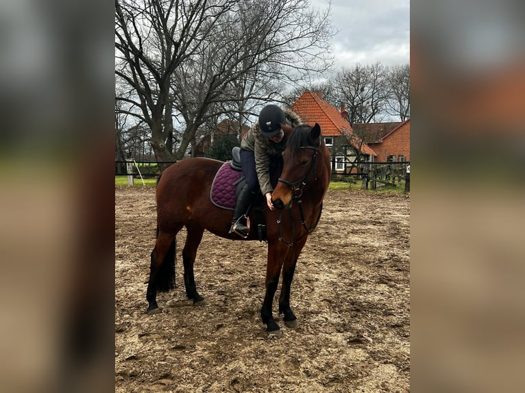 Kłusak niemiecki Klacz 11 lat 157 cm Gniada in Langenhagen