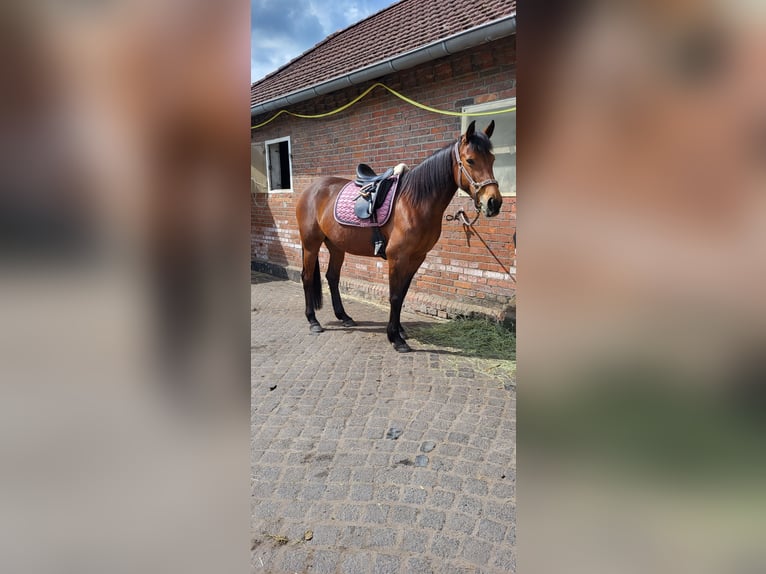 Kłusak niemiecki Klacz 11 lat 157 cm Gniada in Langenhagen