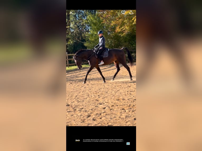 Kłusak niemiecki Klacz 11 lat 162 cm Gniada in Drochtersen