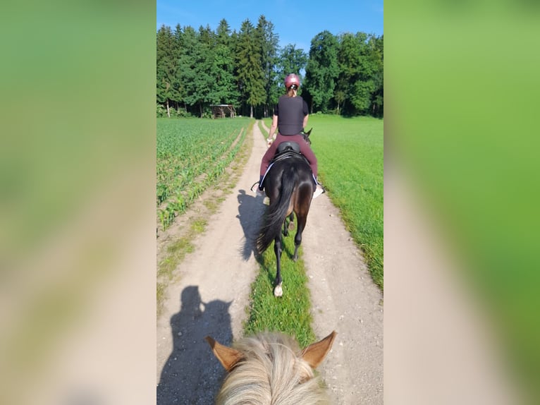 Kłusak niemiecki Klacz 12 lat 155 cm Ciemnogniada in Waging am See