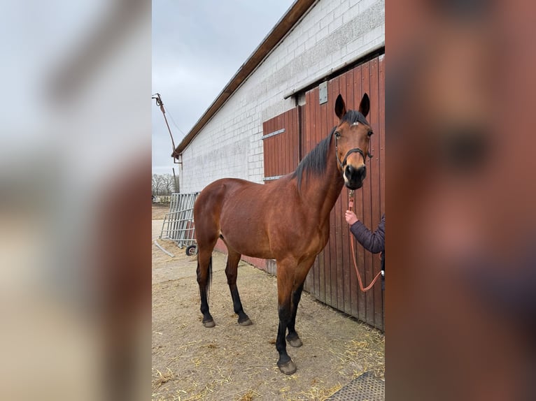 Kłusak niemiecki Klacz 13 lat 163 cm  in Tornesch