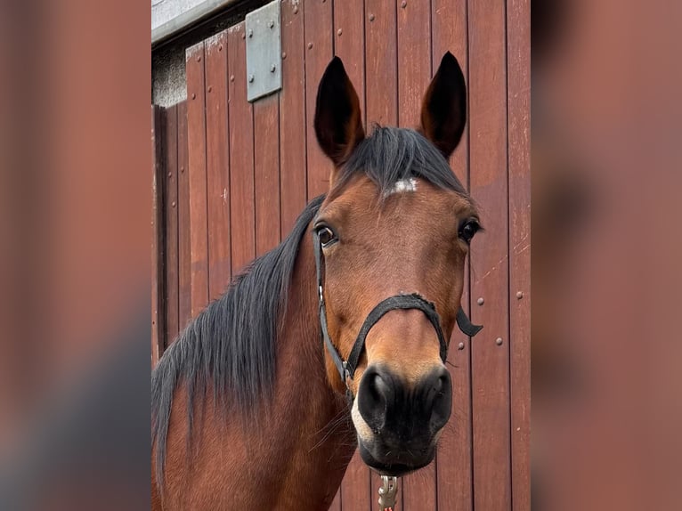 Kłusak niemiecki Klacz 13 lat 163 cm  in Tornesch
