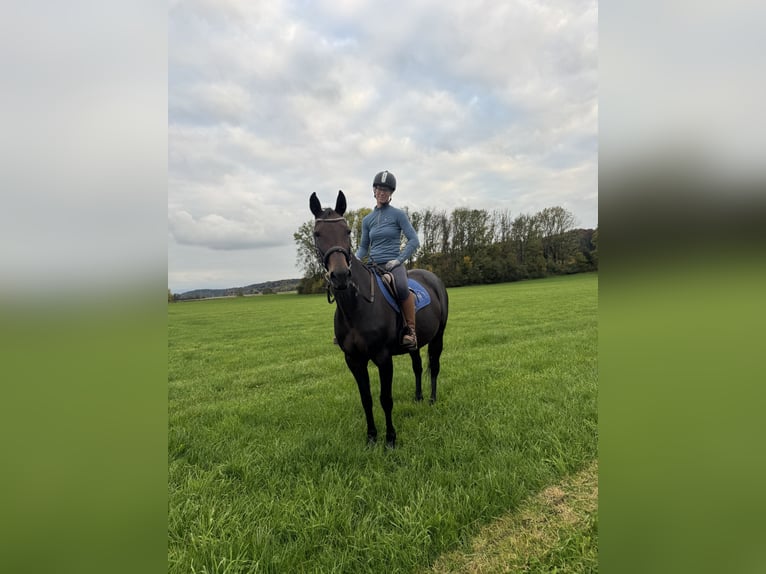 Kłusak niemiecki Klacz 14 lat 148 cm Ciemnogniada in Bruckm&#xFC;hl