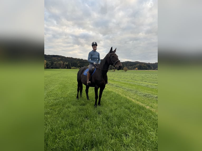 Kłusak niemiecki Klacz 14 lat 148 cm Ciemnogniada in Bruckm&#xFC;hl