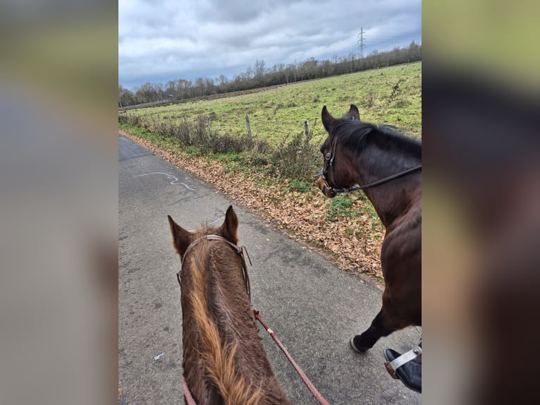 Kłusak niemiecki Klacz 17 lat 168 cm Gniada in Heerlen