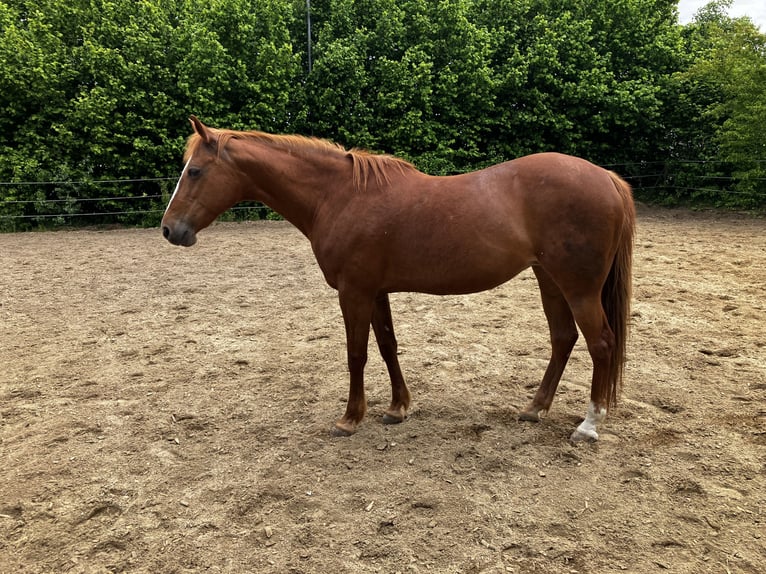 Kłusak niemiecki Klacz 20 lat 156 cm Kasztanowata in Altomünster
