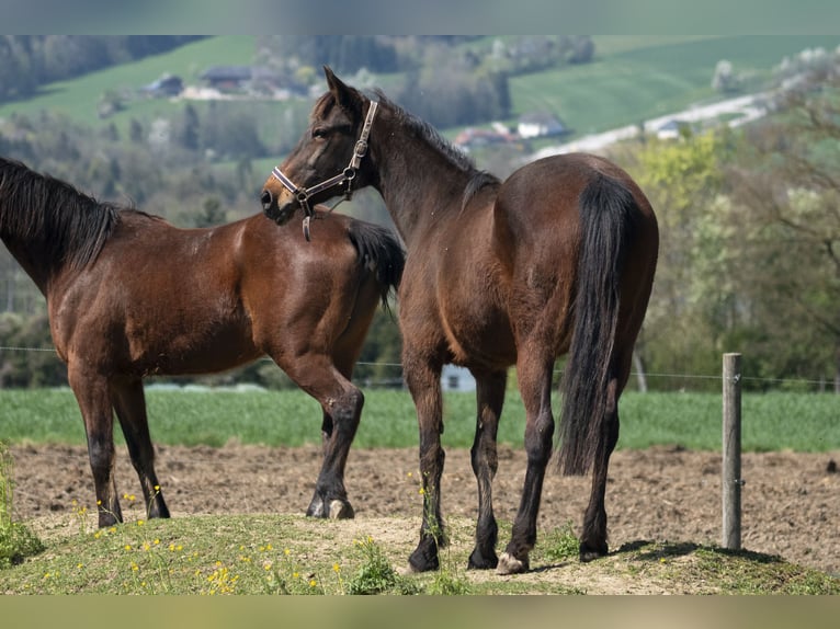 Kłusak niemiecki Klacz 20 lat 165 cm Gniada in Schlierbach