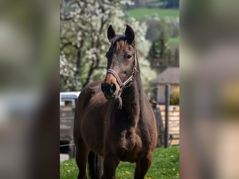 Kłusak niemiecki Klacz 20 lat 165 cm Gniada in Schlierbach