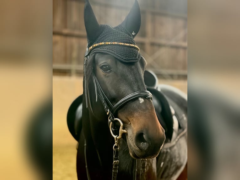 Kłusak niemiecki Klacz 6 lat 155 cm Ciemnogniada in Bochum