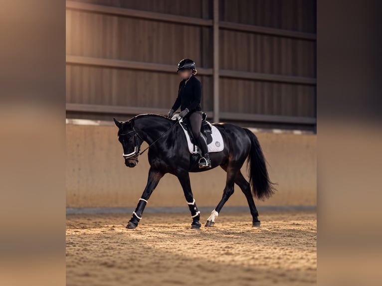 Kłusak niemiecki Klacz 6 lat 155 cm Ciemnogniada in Bochum