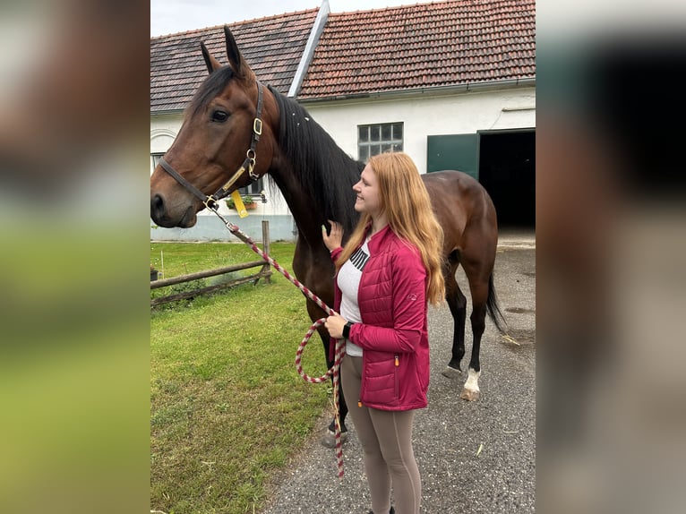 Kłusak niemiecki Klacz 6 lat 165 cm Gniada in Bierbaum am Kleebühel