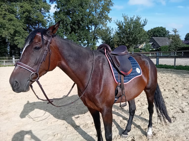 Kłusak niemiecki Klacz 7 lat 162 cm Ciemnogniada in Datteln