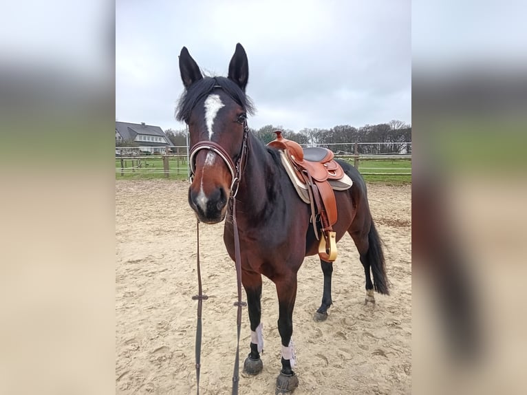 Kłusak niemiecki Klacz 7 lat 162 cm Ciemnogniada in Datteln