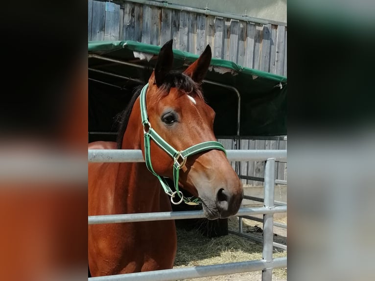 Kłusak niemiecki Klacz 8 lat 162 cm Gniada in Pähl