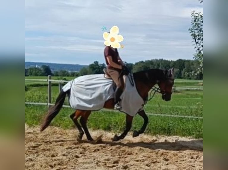Kłusak niemiecki Klacz 8 lat 162 cm Gniada in Pähl