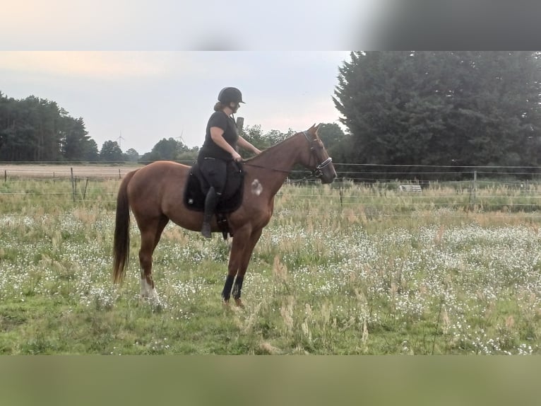 Kłusak niemiecki Klacz 8 lat 164 cm Kasztanowata in Beelitz