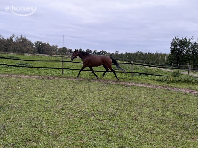 Kłusak niemiecki Klacz 8 lat 167 cm Gniada in Tolkamer