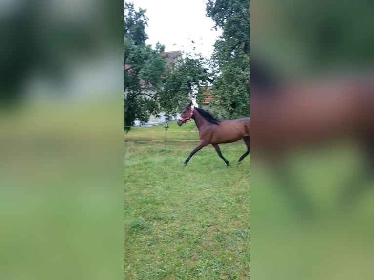 Kłusak niemiecki Klacz 9 lat 155 cm Gniada in Dinkelsbühl