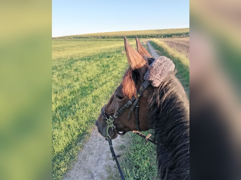 Kłusak niemiecki Klacz 9 lat 155 cm Gniada in Dinkelsbühl