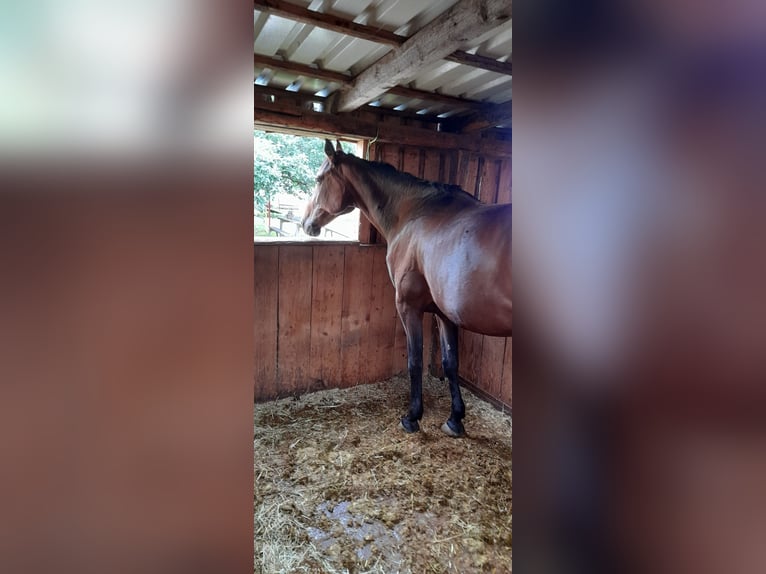 Kłusak niemiecki Klacz 9 lat 166 cm Ciemnogniada in Karlshuld