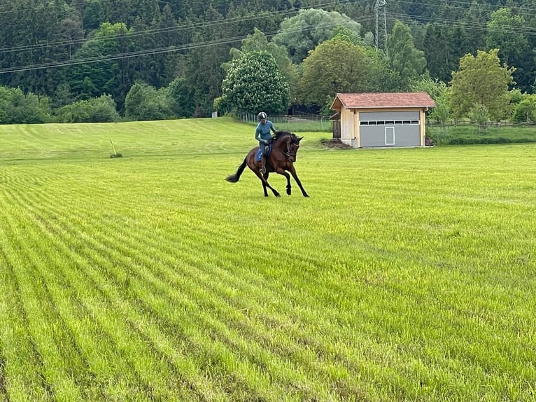 Kłusak niemiecki Klacz 9 lat 168 cm Gniada in Bruckm&#xFC;hl
