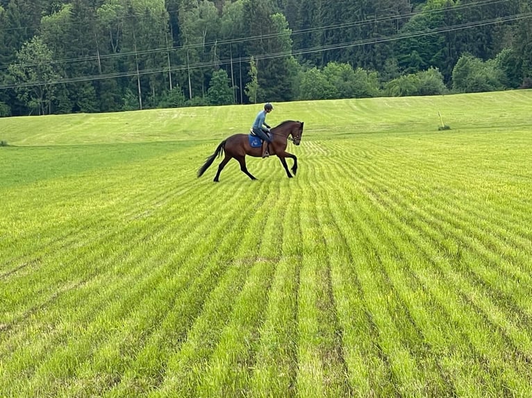 Kłusak niemiecki Klacz 9 lat 168 cm Gniada in Bruckm&#xFC;hl