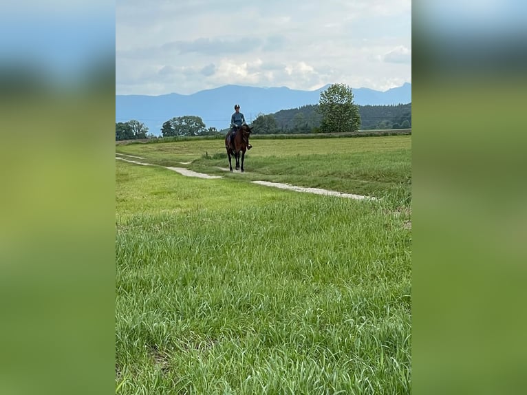 Kłusak niemiecki Klacz 9 lat 168 cm Gniada in Bruckm&#xFC;hl