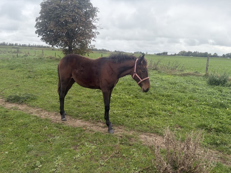 Kłusak niemiecki Klacz Źrebak (03/2026) 160 cm Ciemnogniada in Tolkamer