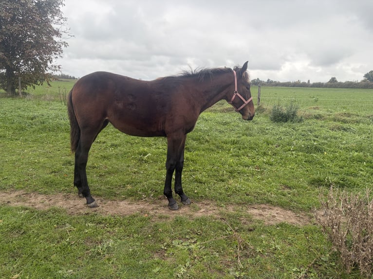 Kłusak niemiecki Klacz Źrebak (03/2026) 160 cm Ciemnogniada in Tolkamer