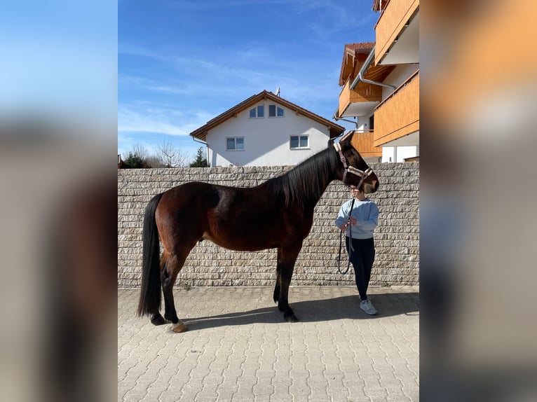 Kłusak niemiecki Wałach 10 lat 158 cm Gniada in Bruckmühl