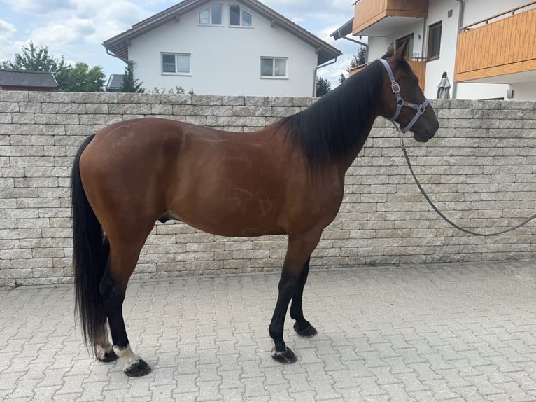 Kłusak niemiecki Wałach 10 lat 164 cm Gniada in Bruckmühl