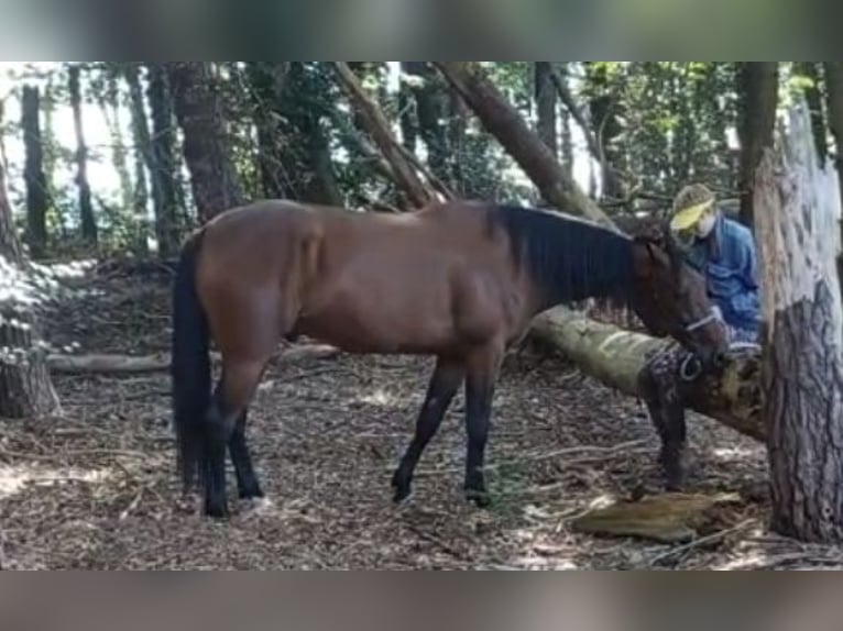 Kłusak niemiecki Wałach 12 lat 163 cm Gniada in Beek