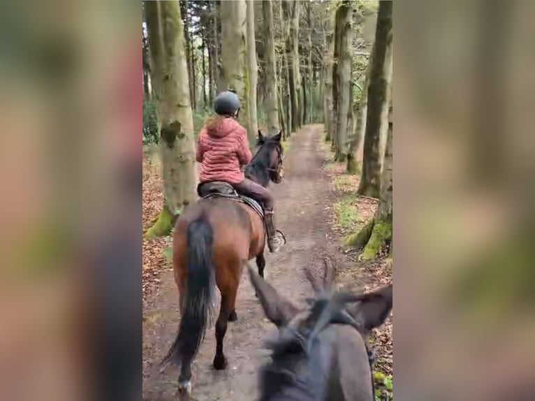 Kłusak niemiecki Wałach 12 lat 163 cm Gniada in Beek