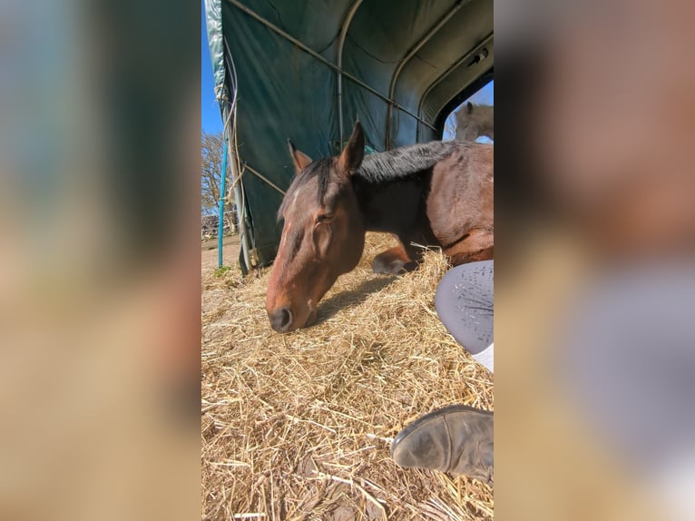 Kłusak niemiecki Wałach 14 lat 162 cm Gniada in Prasdorf