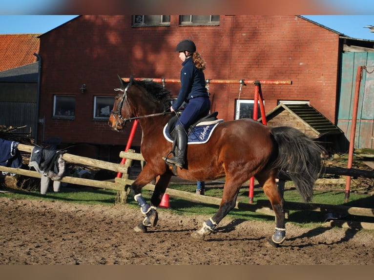 Kłusak niemiecki Wałach 14 lat 162 cm Gniada in Prasdorf