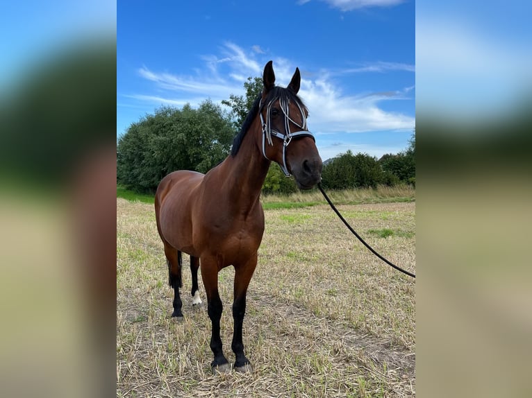 Kłusak niemiecki Wałach 14 lat 162 cm Gniada in Prasdorf