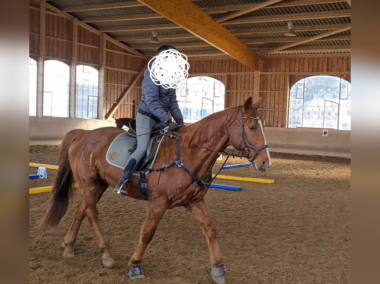 Kłusak niemiecki Wałach 15 lat 165 cm Kasztanowata in Ziethen