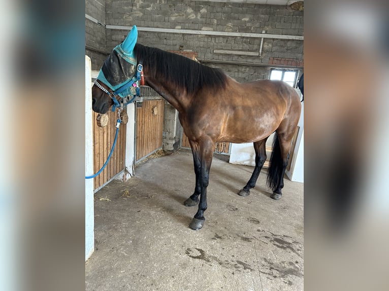 Kłusak niemiecki Wałach 17 lat 158 cm Skarogniada in OberneukirchenOberneukirchen