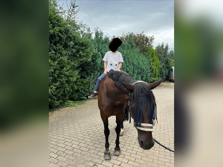 Kłusak niemiecki Wałach 17 lat 165 cm Gniada in Marschacht