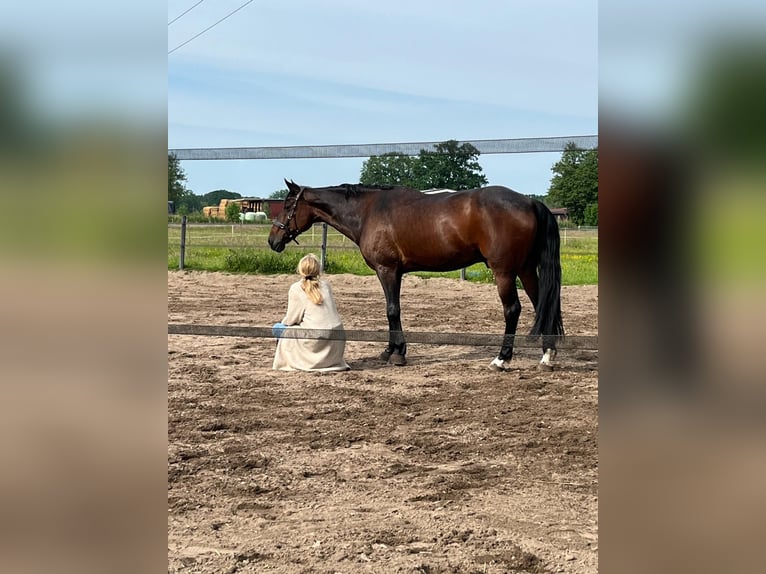 Kłusak niemiecki Wałach 17 lat 165 cm Gniada in Marschacht