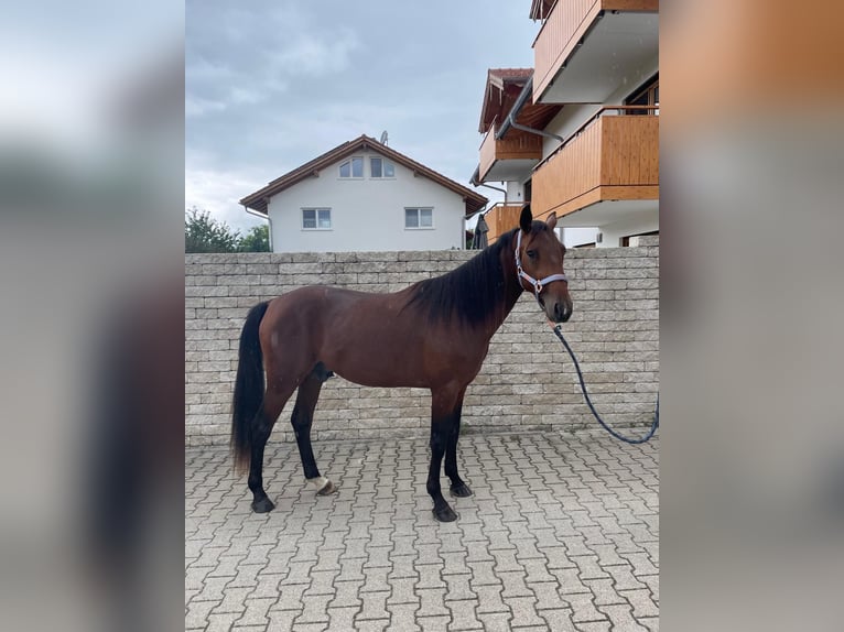 Kłusak niemiecki Wałach 2 lat 148 cm Gniada in Bruckm&#xFC;hL