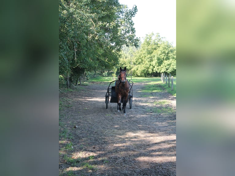 Kłusak niemiecki Mix Wałach 4 lat Gniada in Bierbaum
