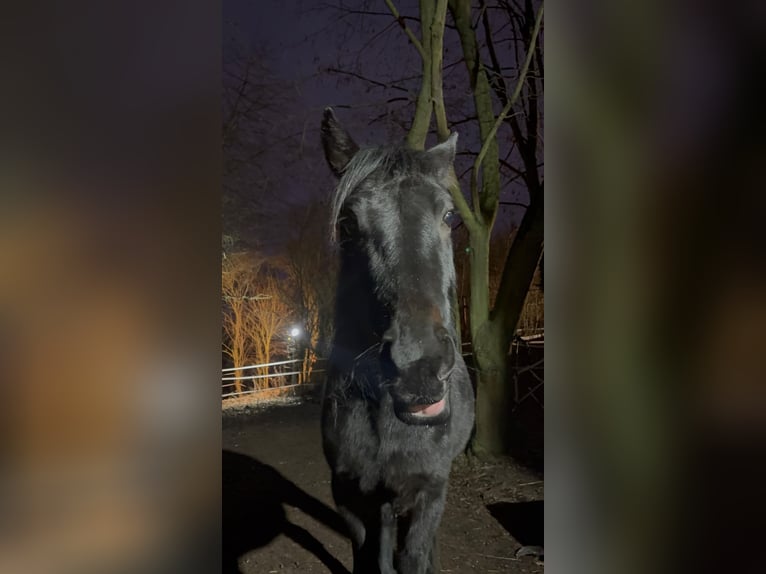 Kłusak niemiecki Wałach 5 lat 150 cm Kara in Ahlsdorf