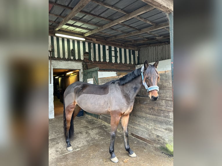 Kłusak niemiecki Wałach 5 lat 158 cm Gniada in Elmenhorst