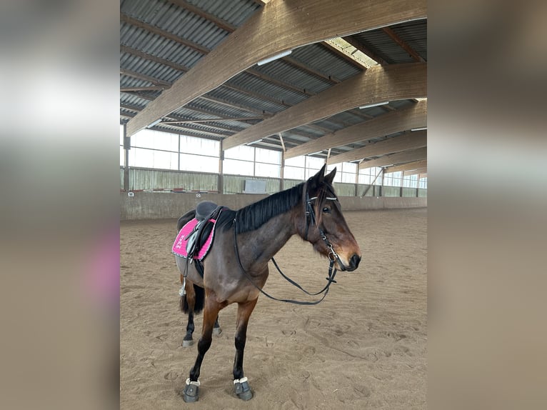 Kłusak niemiecki Wałach 5 lat 158 cm Gniada in Elmenhorst