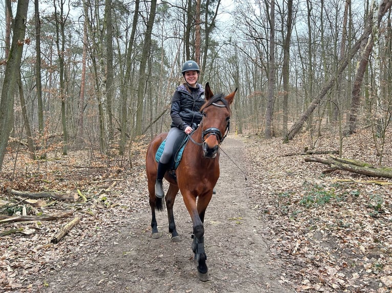 Kłusak niemiecki Wałach 5 lat 160 cm Ciemnogniada in Potsdam
