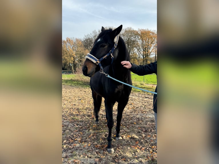 Kłusak niemiecki Wałach 5 lat 165 cm Ciemnogniada in Geldern