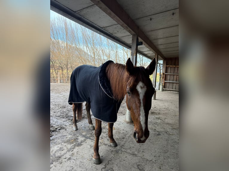 Kłusak niemiecki Wałach 5 lat 165 cm Kasztanowata in Kolsass